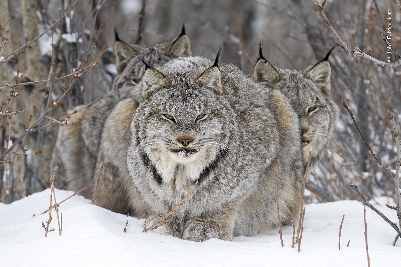 John Marriott Wildlife Photographer of the Year | Nature Infocus