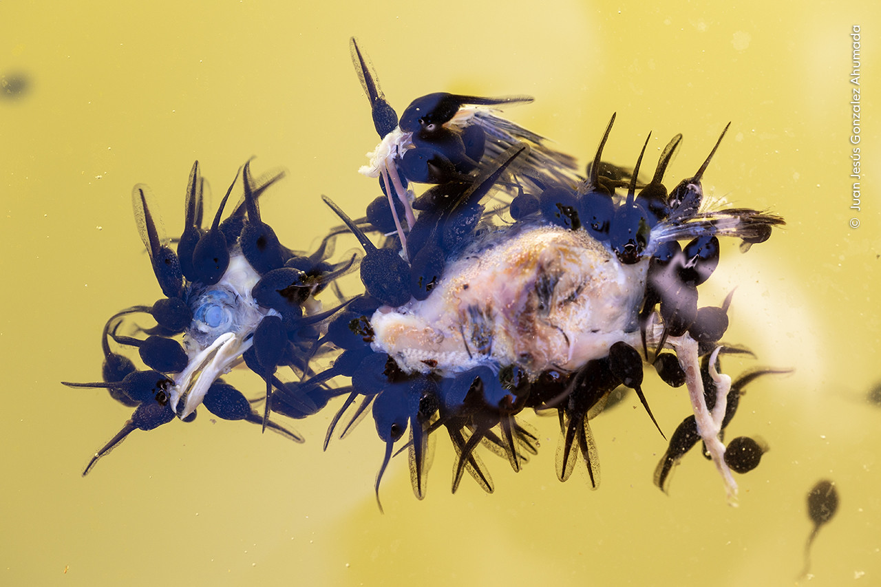 Juan Jesu s Gonzalez Ahumada Wildlife Photographer of the Year | Nature Infocus