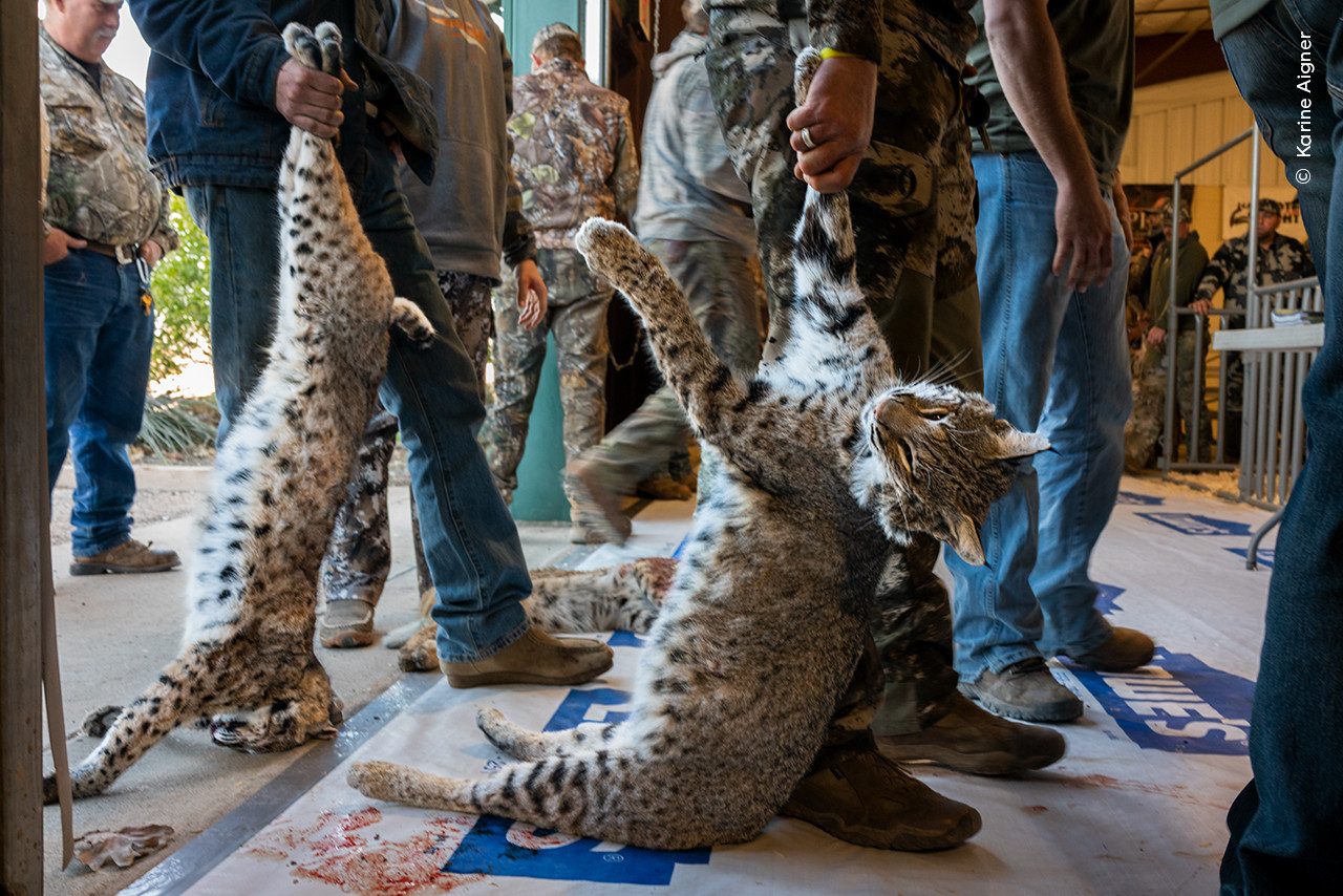 Karine Aigner Wildlife Photographer of the Year | Nature Infocus