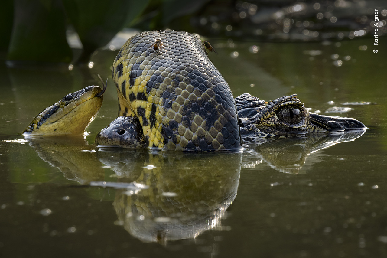 Karine Aigner Wildlife Photographer of the Year | Nature Infocus