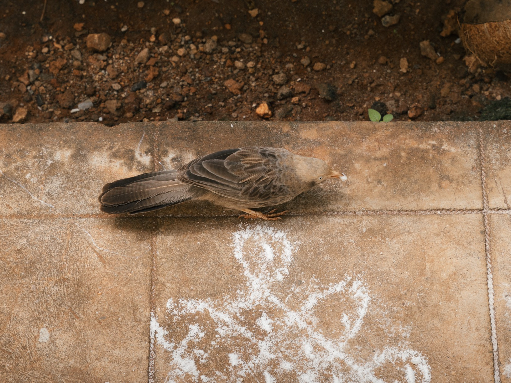 Kolam CBE | Nature Infocus