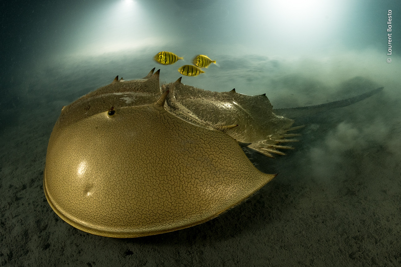 Laurent Ballesta Wildlife Photographer of the Year | Nature Infocus