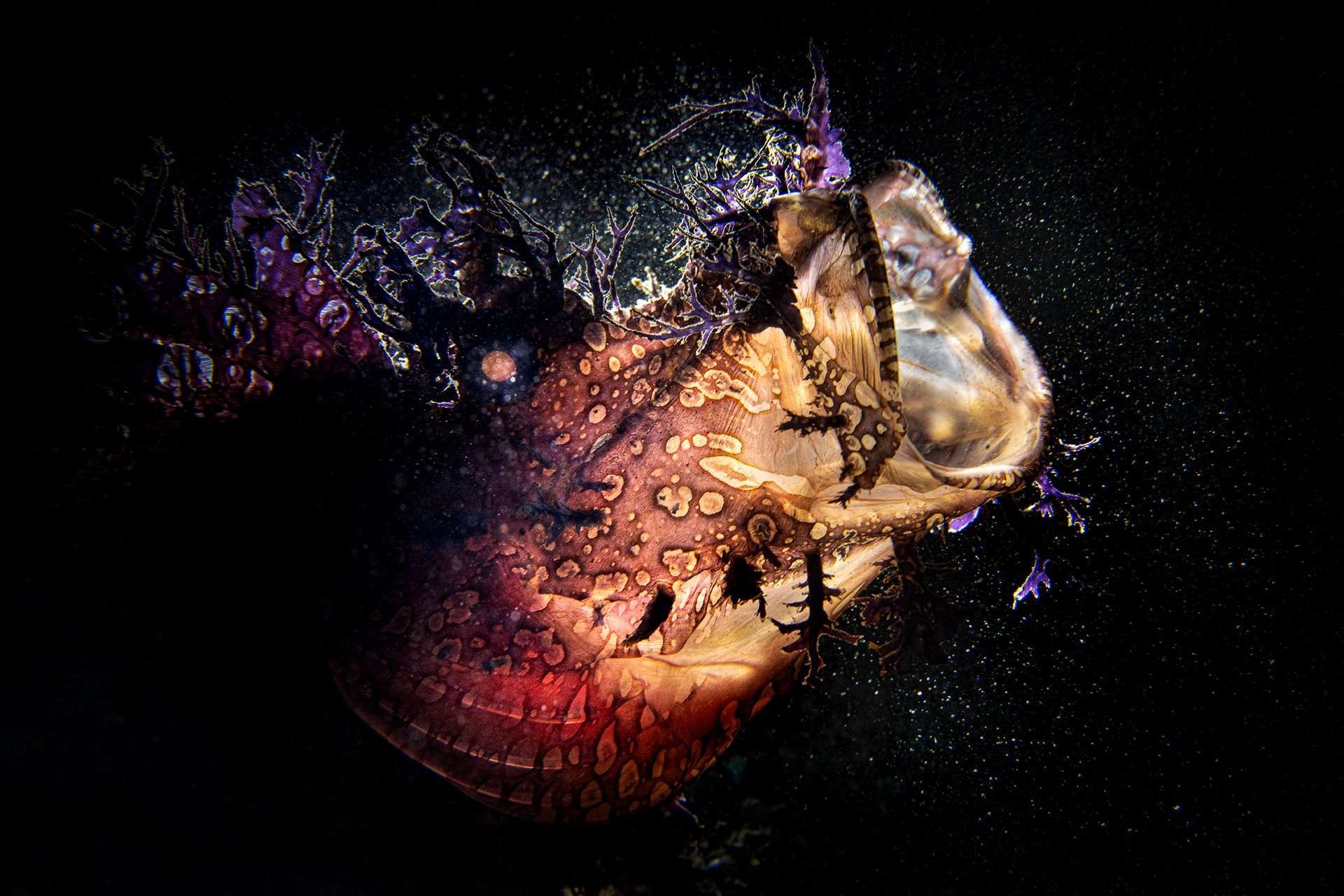 Magnus lundgren mlu s v px srgb - Magnus Lundgren: Winner Of The Special Jury Award, Nature inFocus Photography Awards 2020 | Nature inFocus