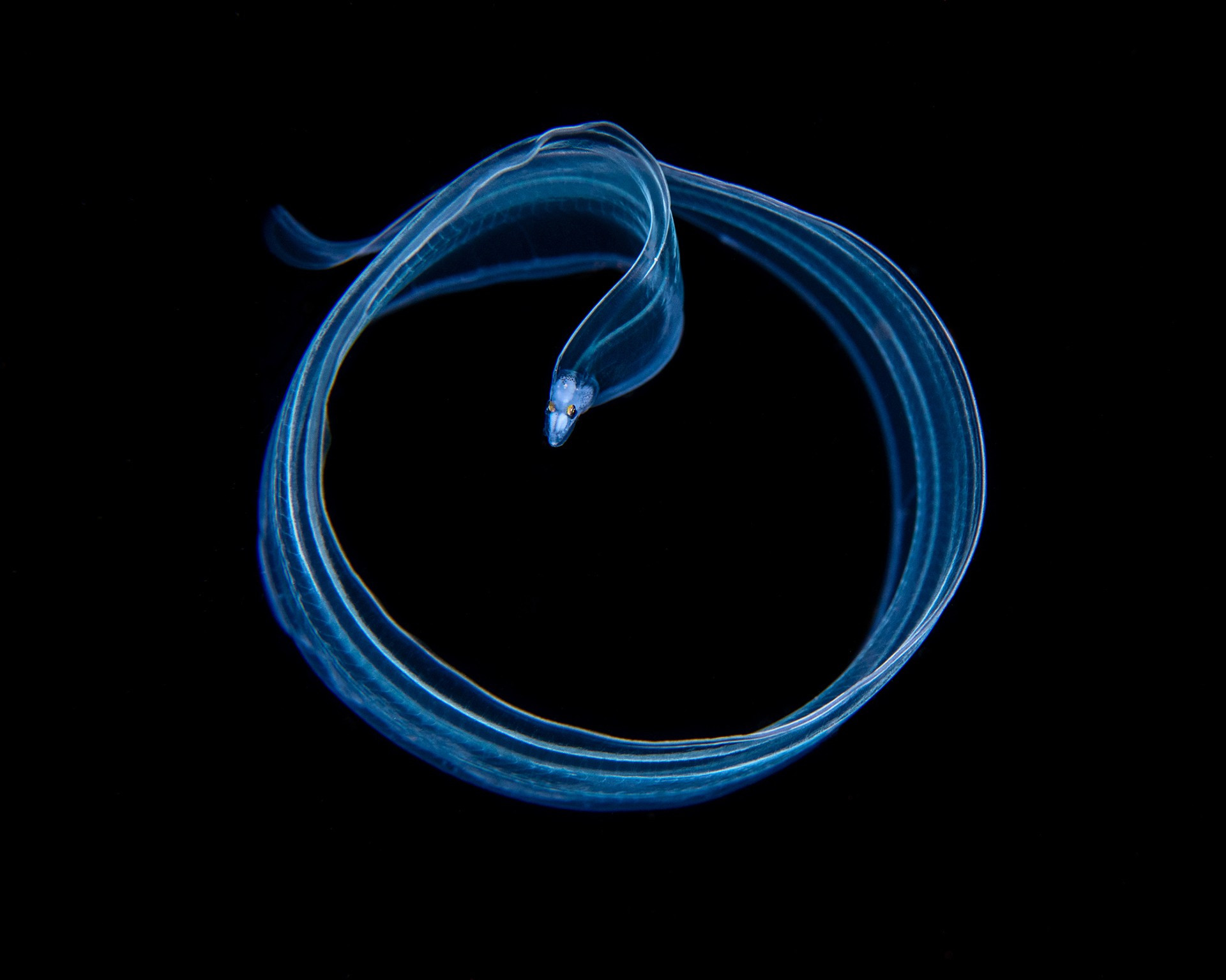Magnus lundgren mlu s v px srgb - Magnus Lundgren: Winner Of The Special Jury Award, Nature inFocus Photography Awards 2020 | Nature inFocus