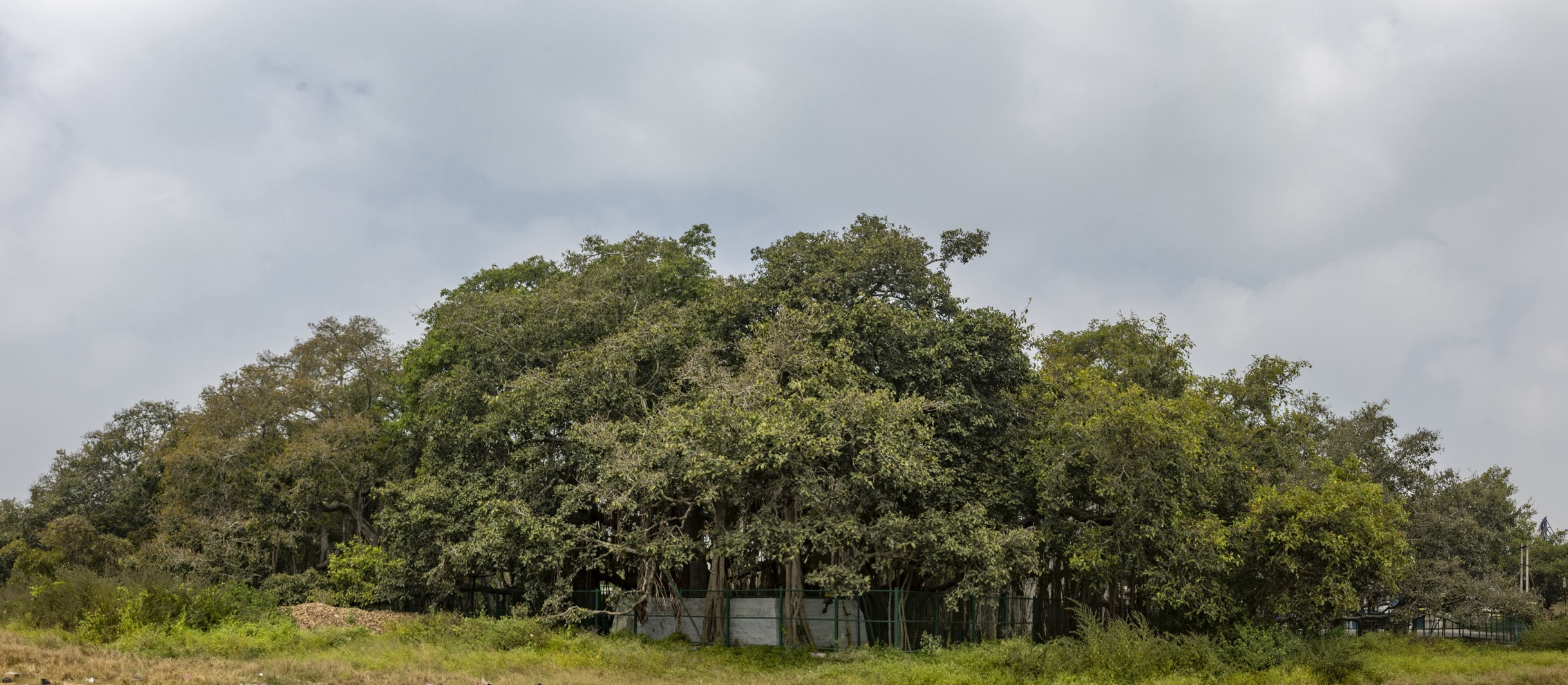 N A Pano | Nature Infocus