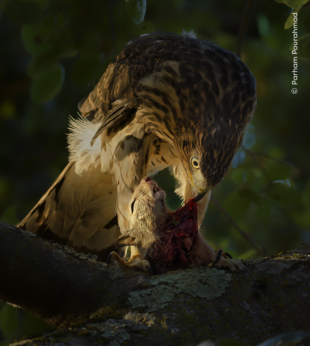 Parham Pourahmad Wildlife Photographer of the Year | Nature Infocus