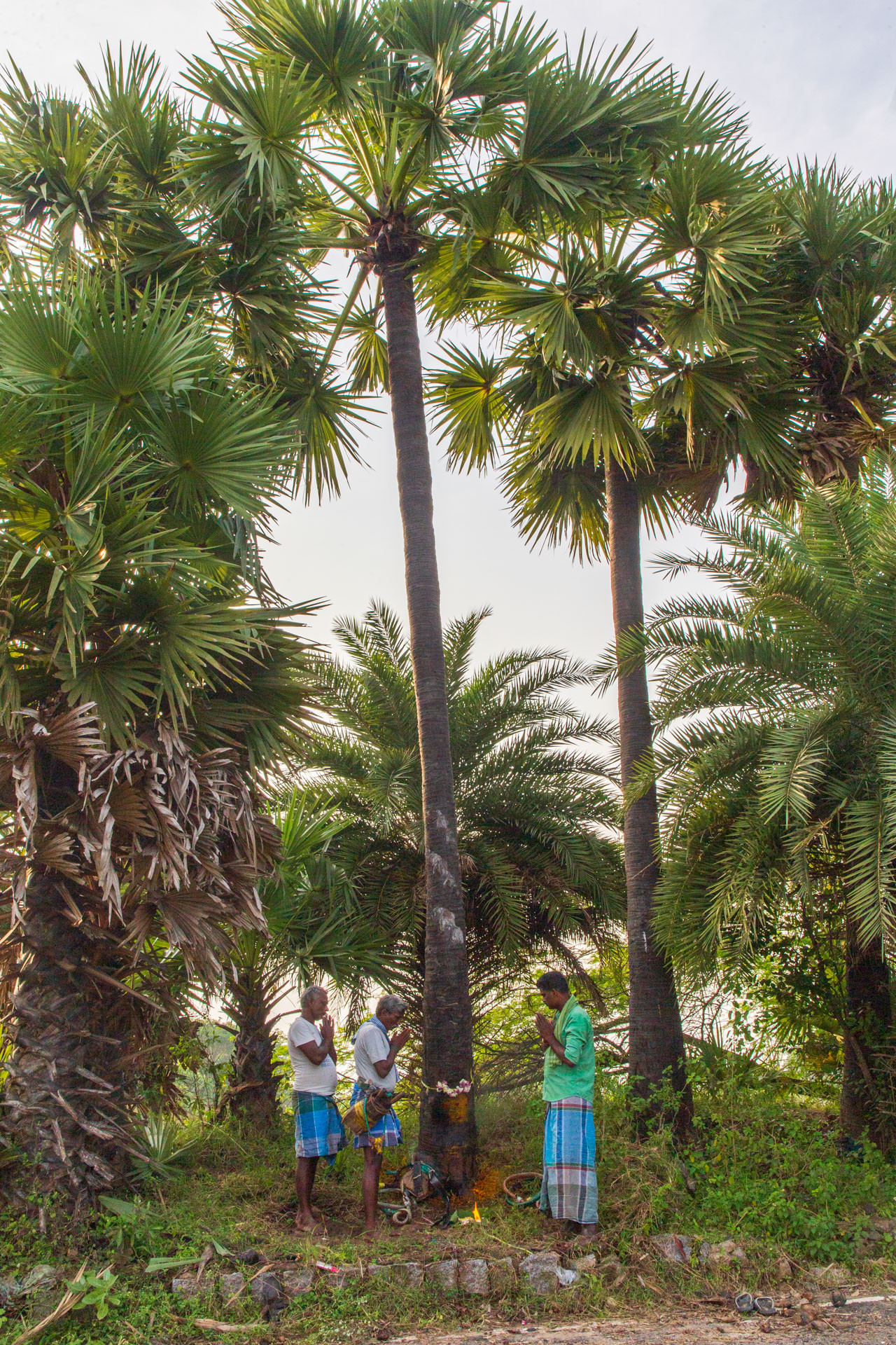 PATTABI RAMAN PALM | Nature Infocus