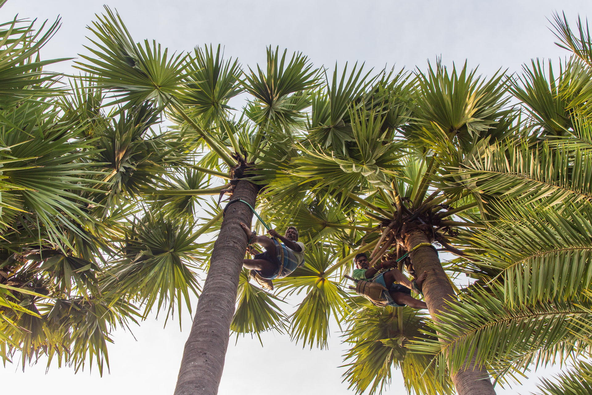 PATTABI RAMAN PALM | Nature Infocus