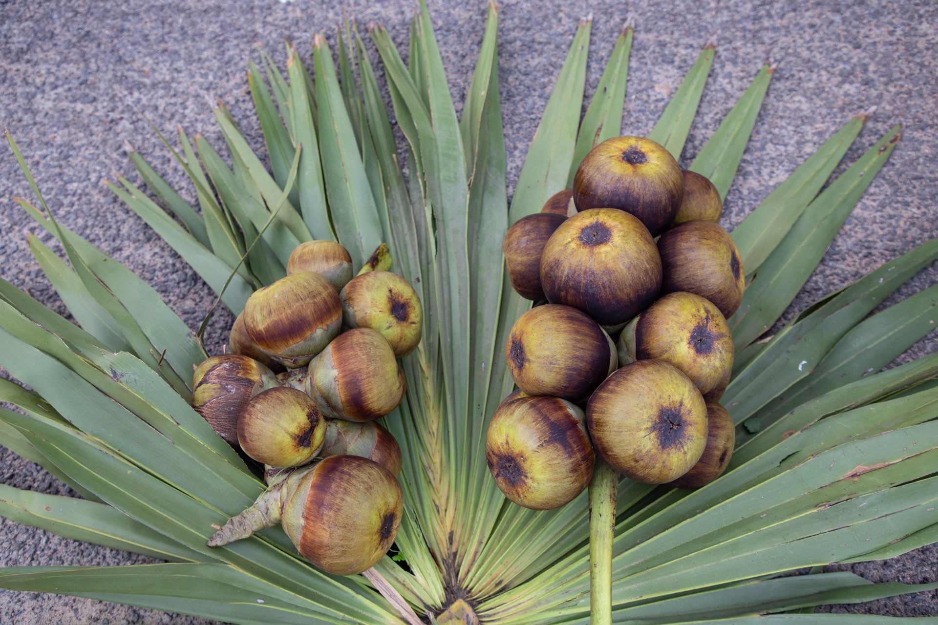 PATTABI RAMAN PALM | Nature Infocus