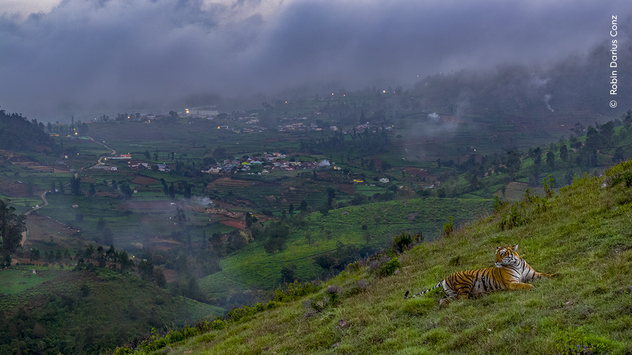 Robin Darius Wildlife Photographer of the Year | Nature Infocus