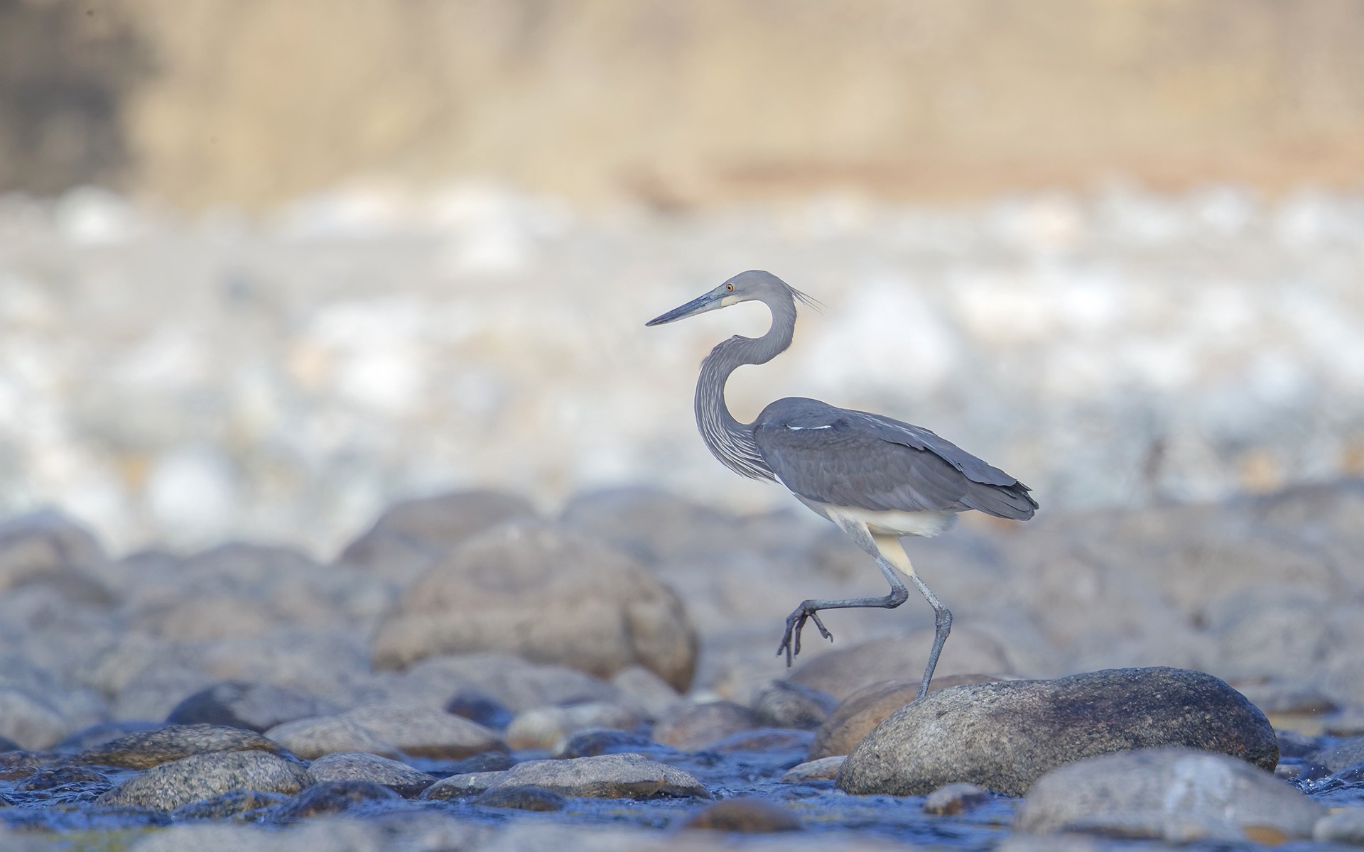 White-bellied Heron or Imperial Heron