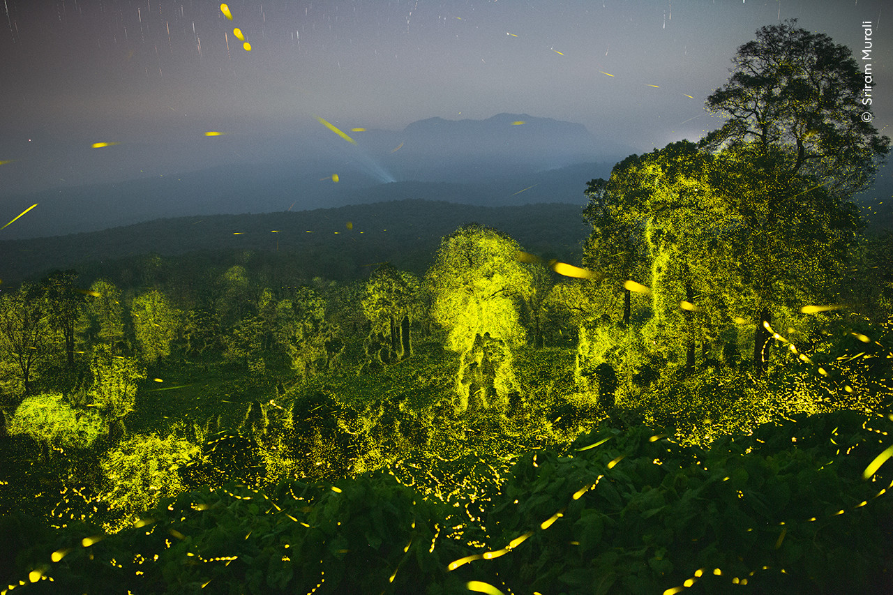 Sriram Murali Wildlife Photographer of the Year | Nature Infocus
