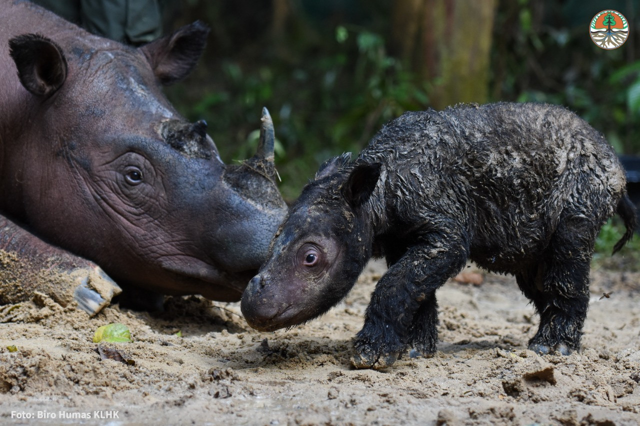 Critically endangered Sumatran Rhino offspring