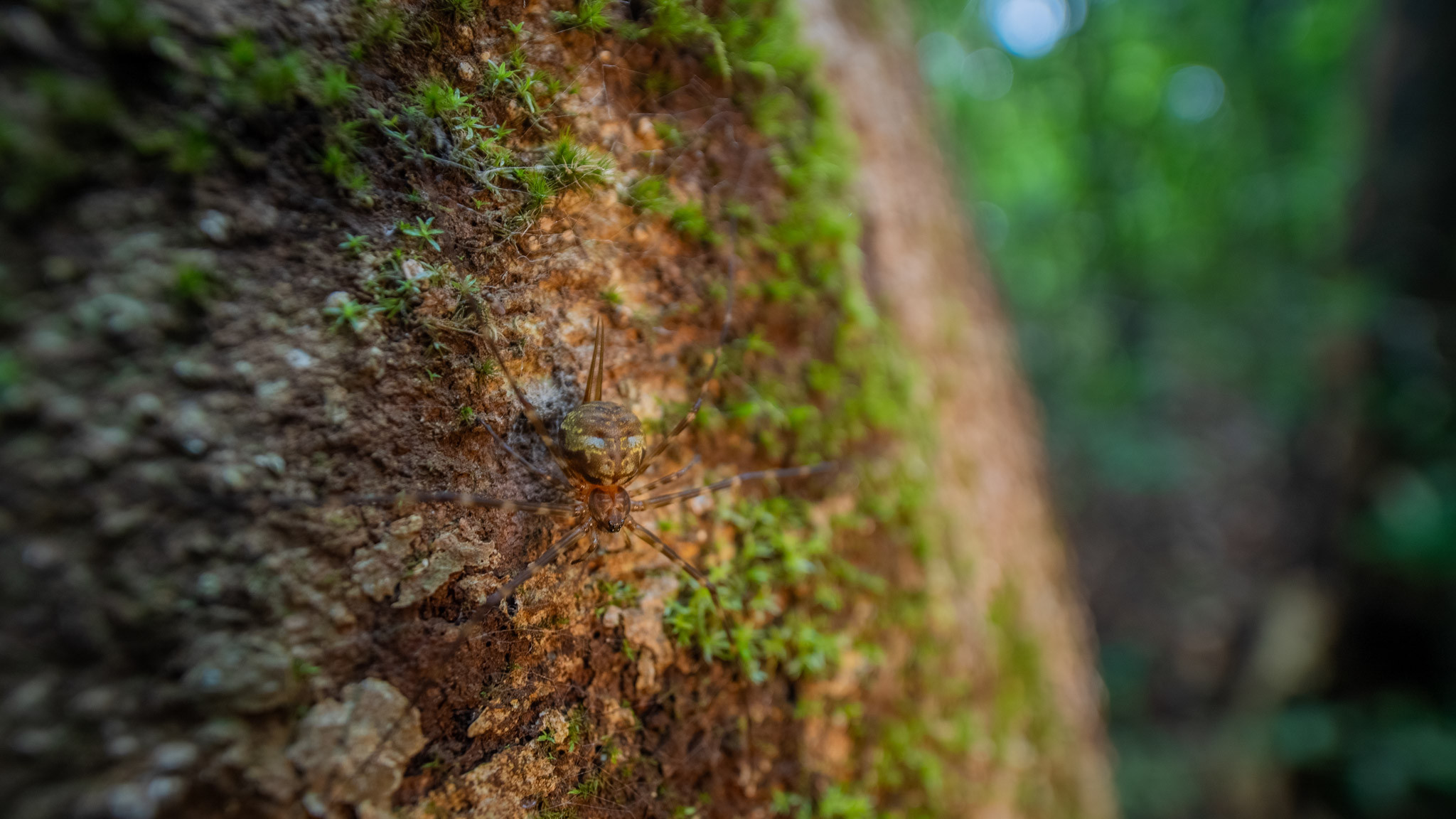 Upload | Nature Infocus