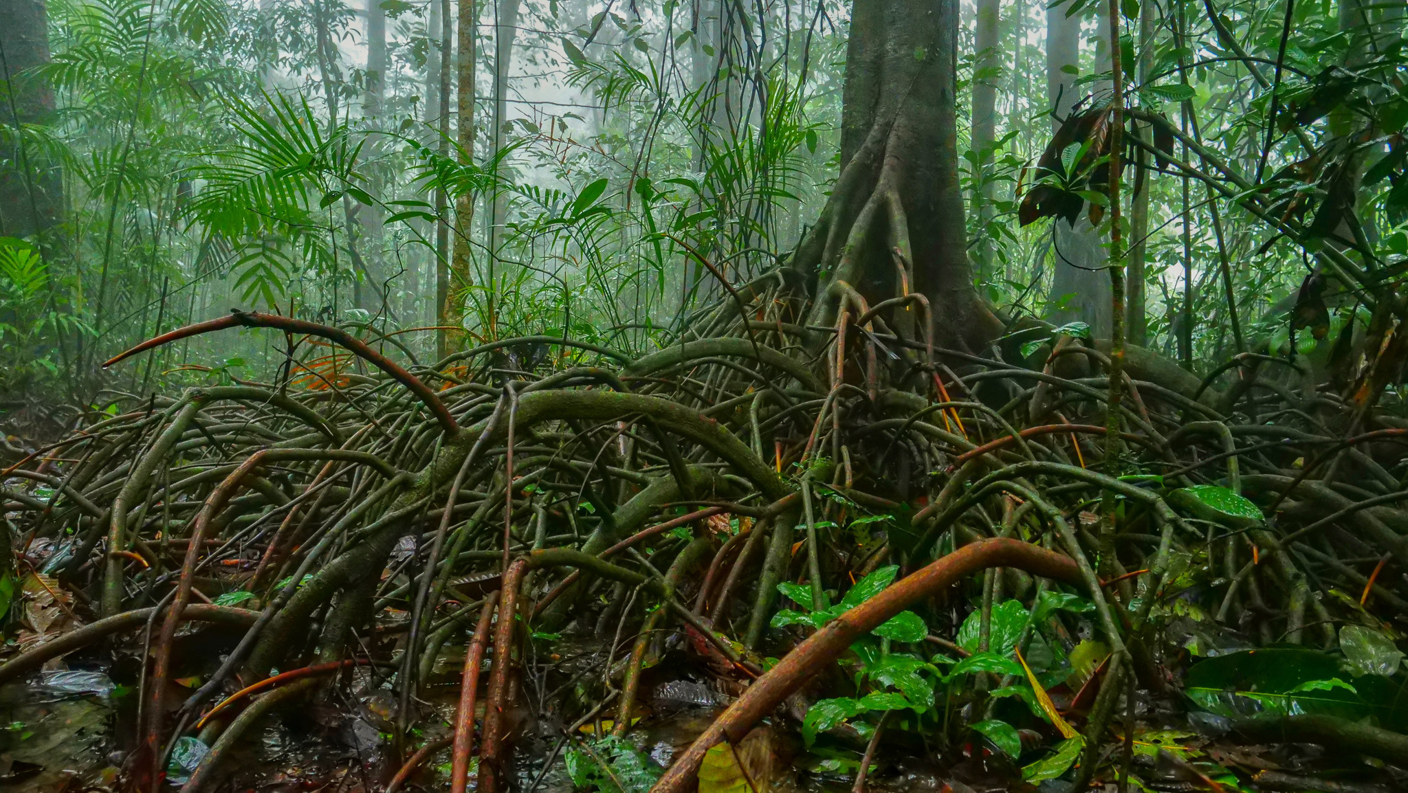 Upload | Nature Infocus