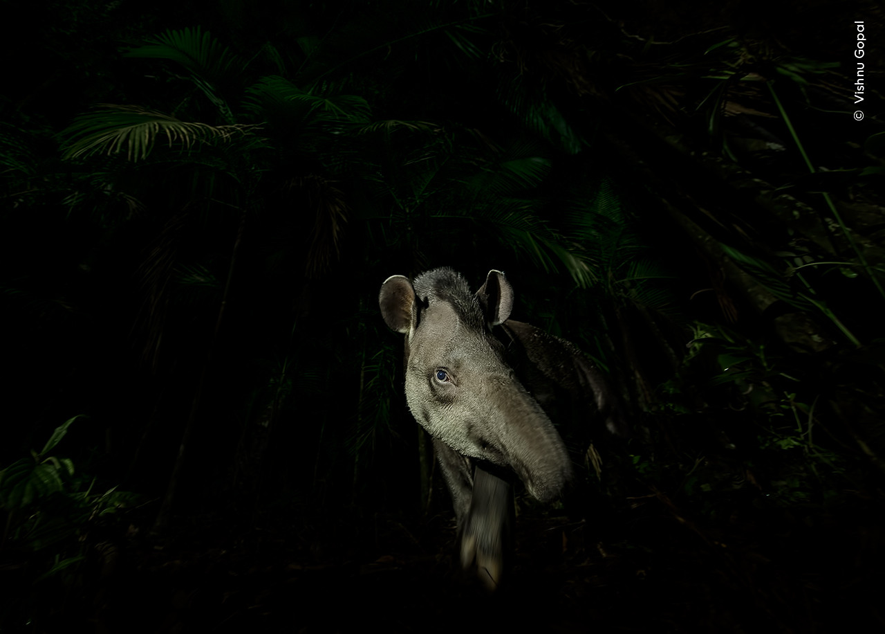 Vishnu Gopal Wildlife Photographer of the year | Nature Infocus
