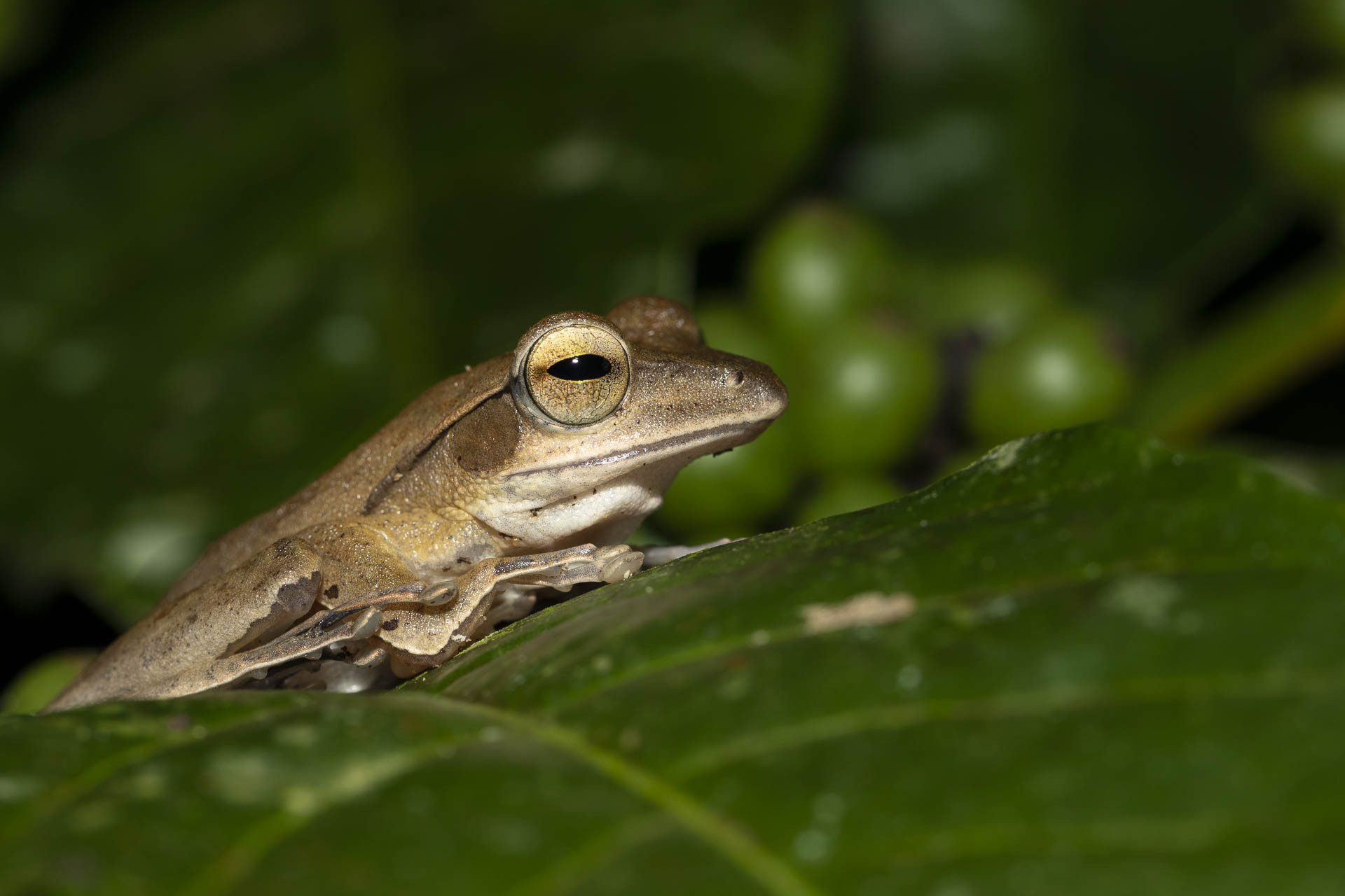 Western Ghats Tree Frog Polypedates occidentalis