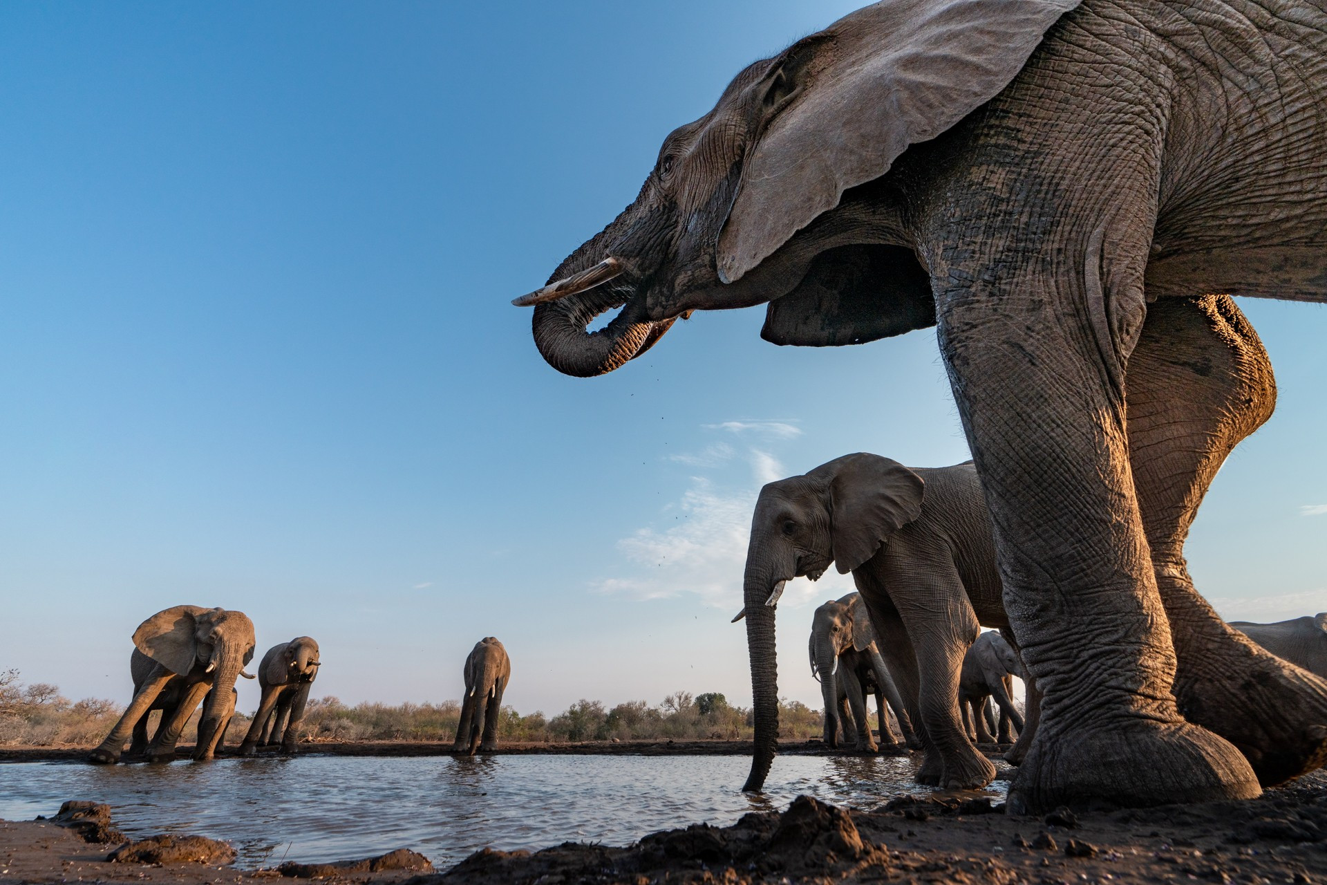 Young photographer special mention ankit kumar elephant - Nature inFocus Photography Awards 2020: The Winners | Nature inFocus
