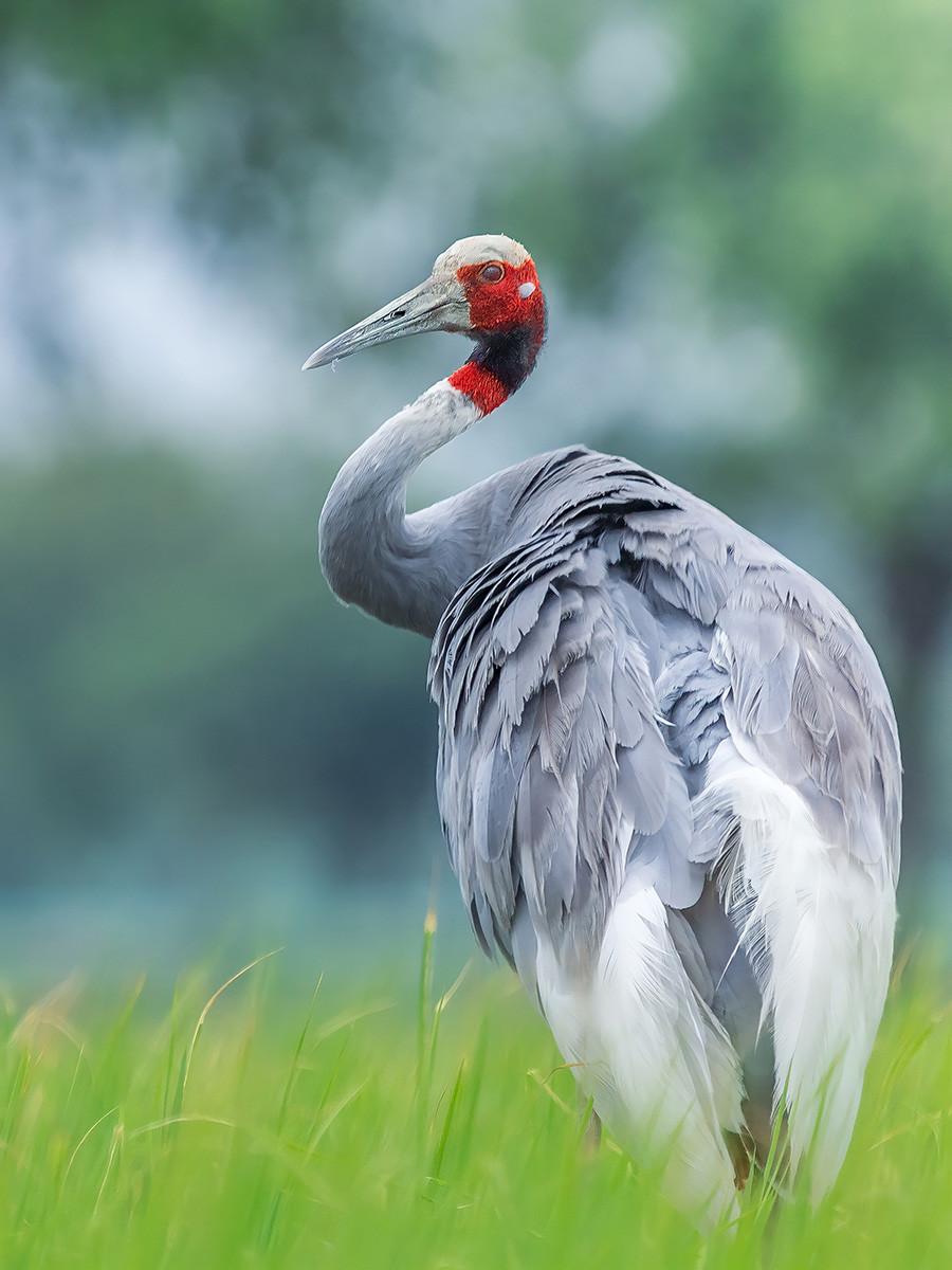 The Cranes Of India | Nature inFocus