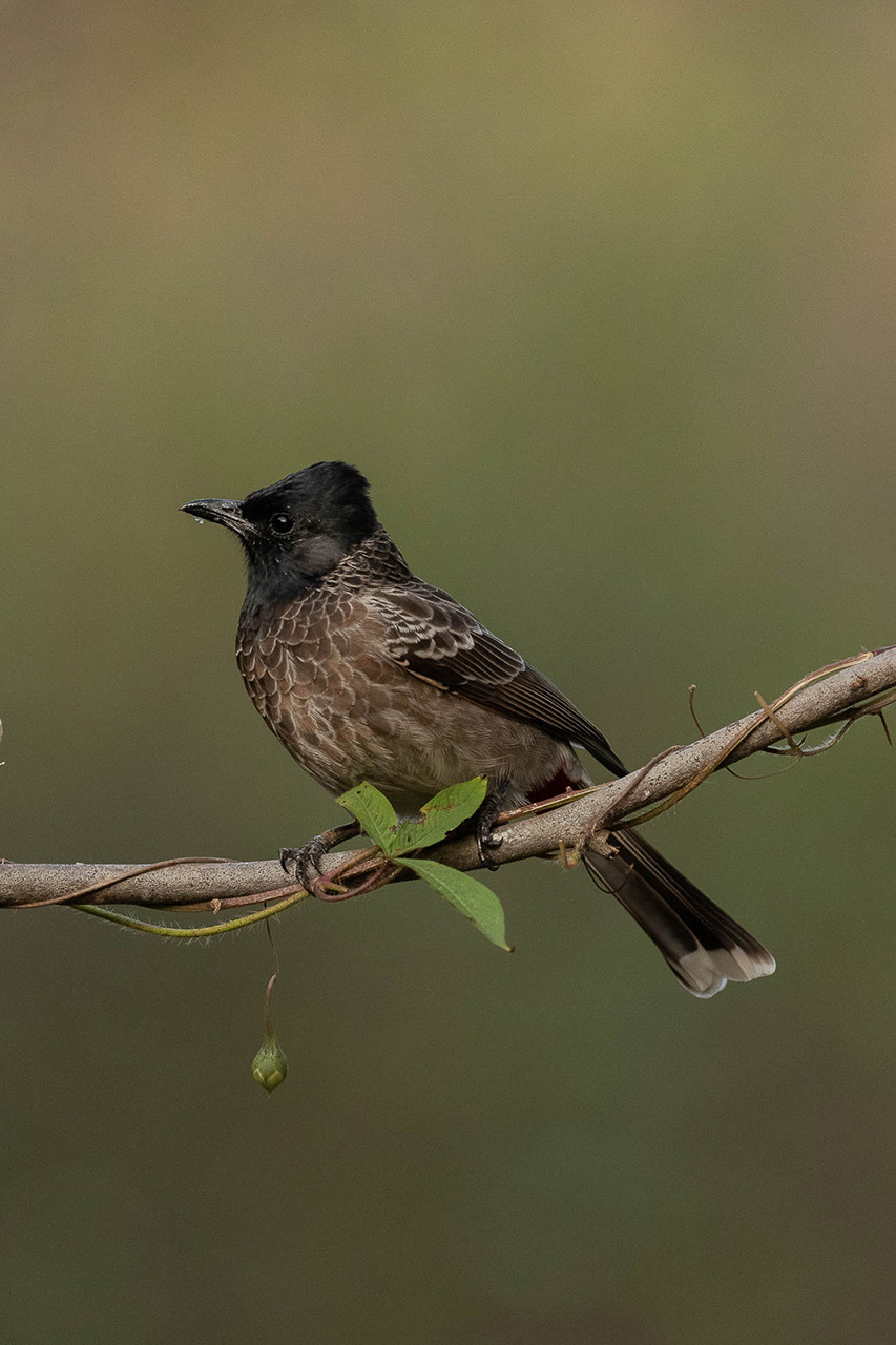 Photographing India's Popular Avians 