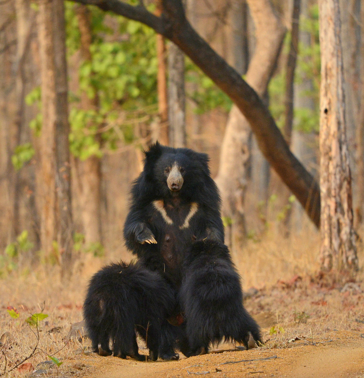 10 Things You Need To Know About Sloth Bears Nature inFocus