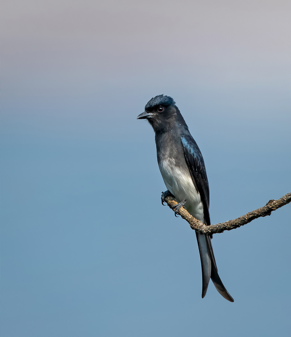 A Primer On The Drongos Of India | Nature inFocus