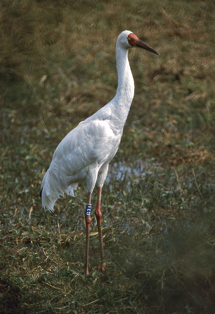 The Cranes Of India | Nature inFocus