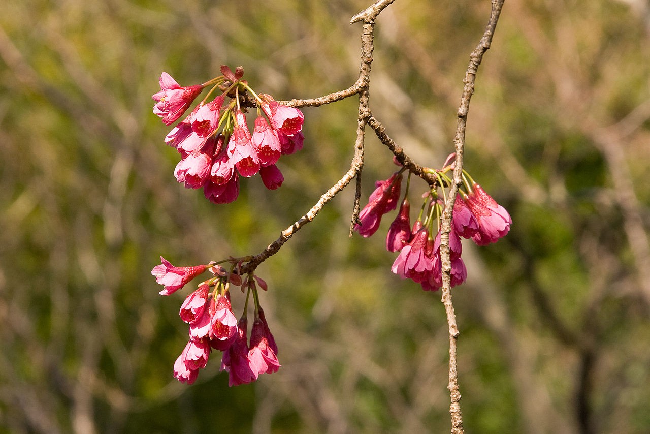 Wild Himalayan Cherry Blossoms in spring season, Prunus cerasoides