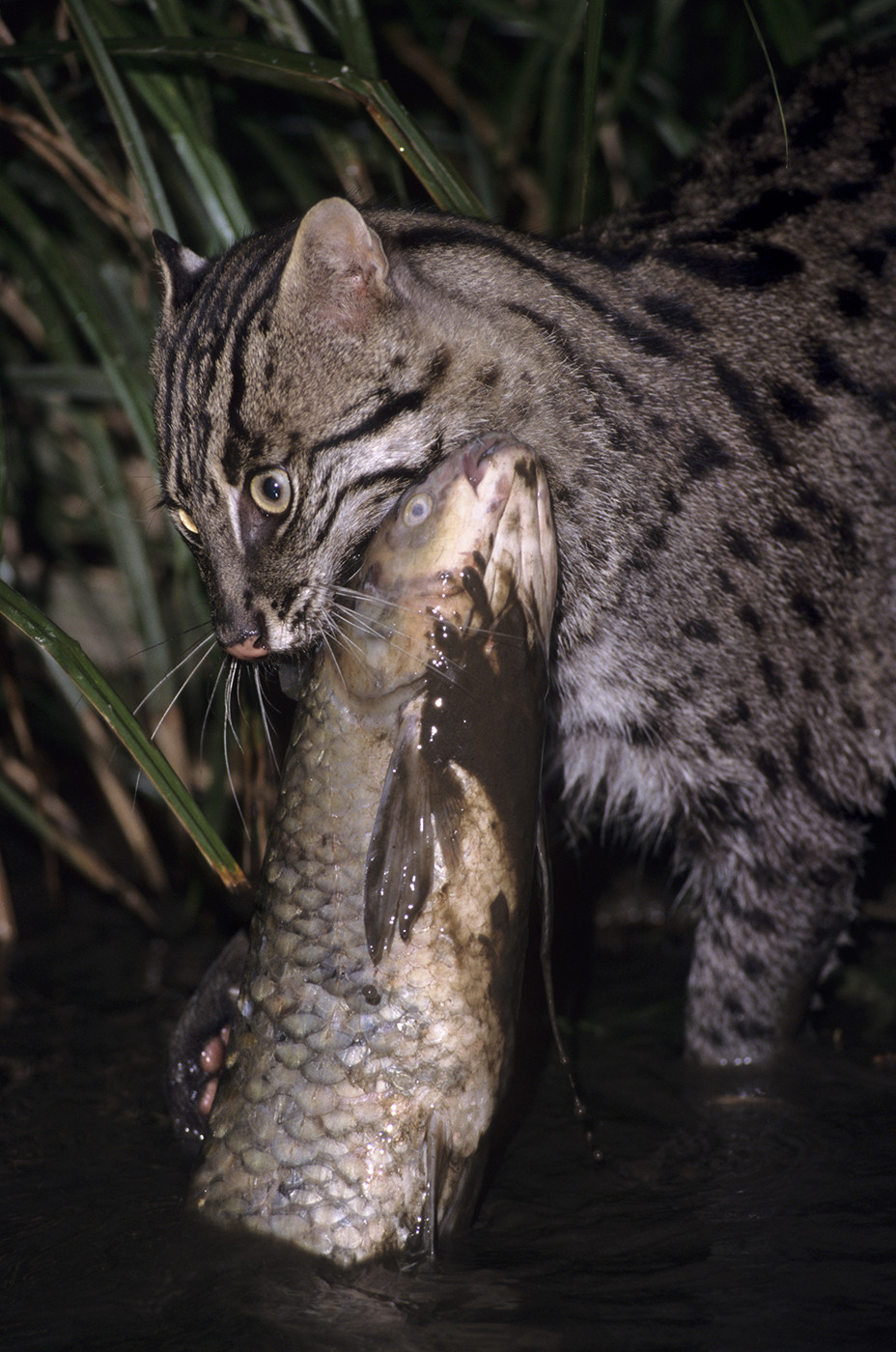 Chilika Lake gets a new ambassador, the Fishing Cat!
