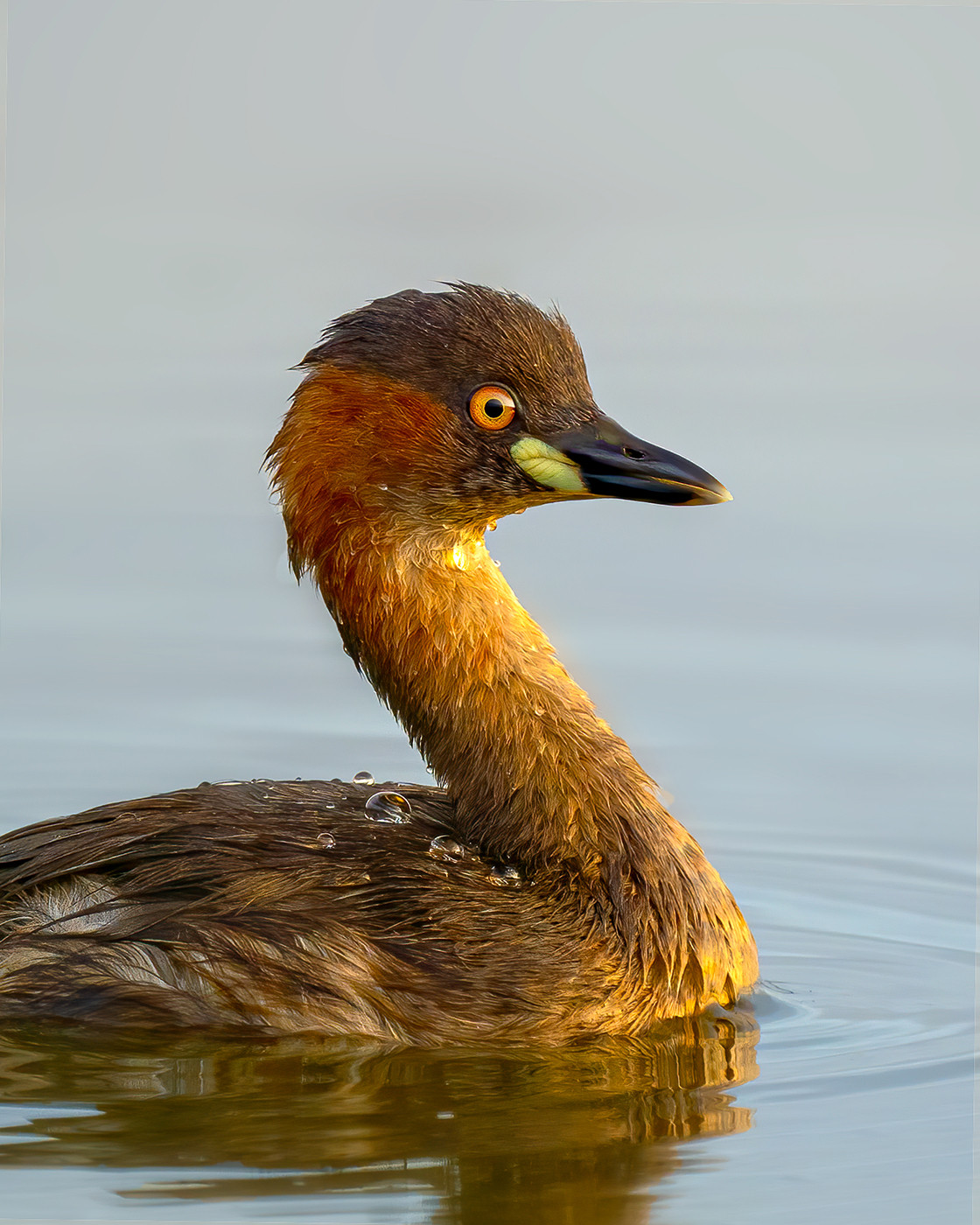 photographing-the-birds-of-india-s-wetlands-nature-infocus