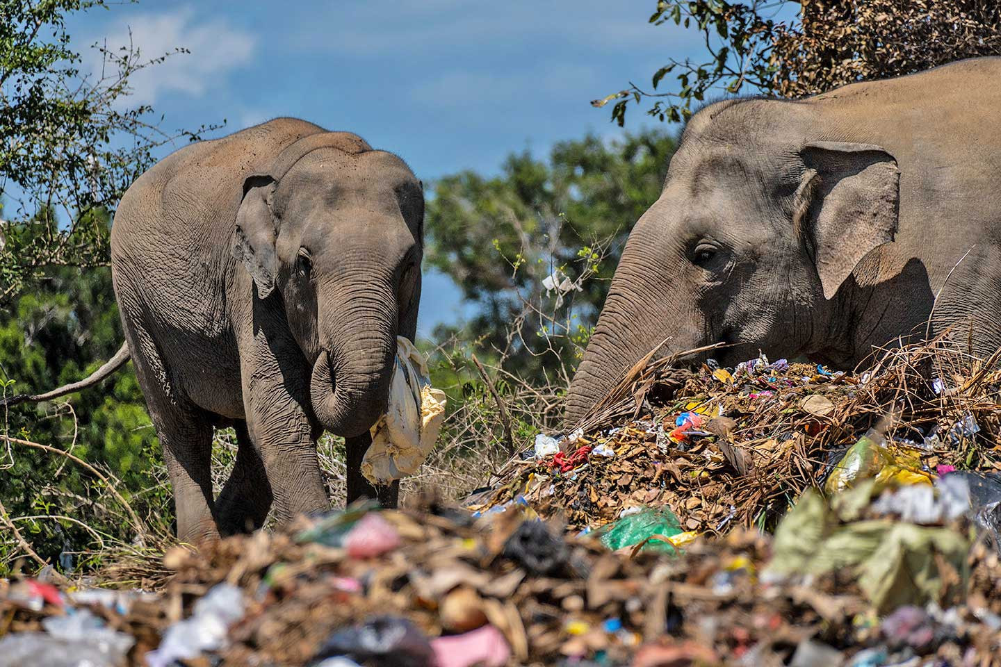 The Trash-Foraging Elephants Of Sri Lanka | Nature inFocus