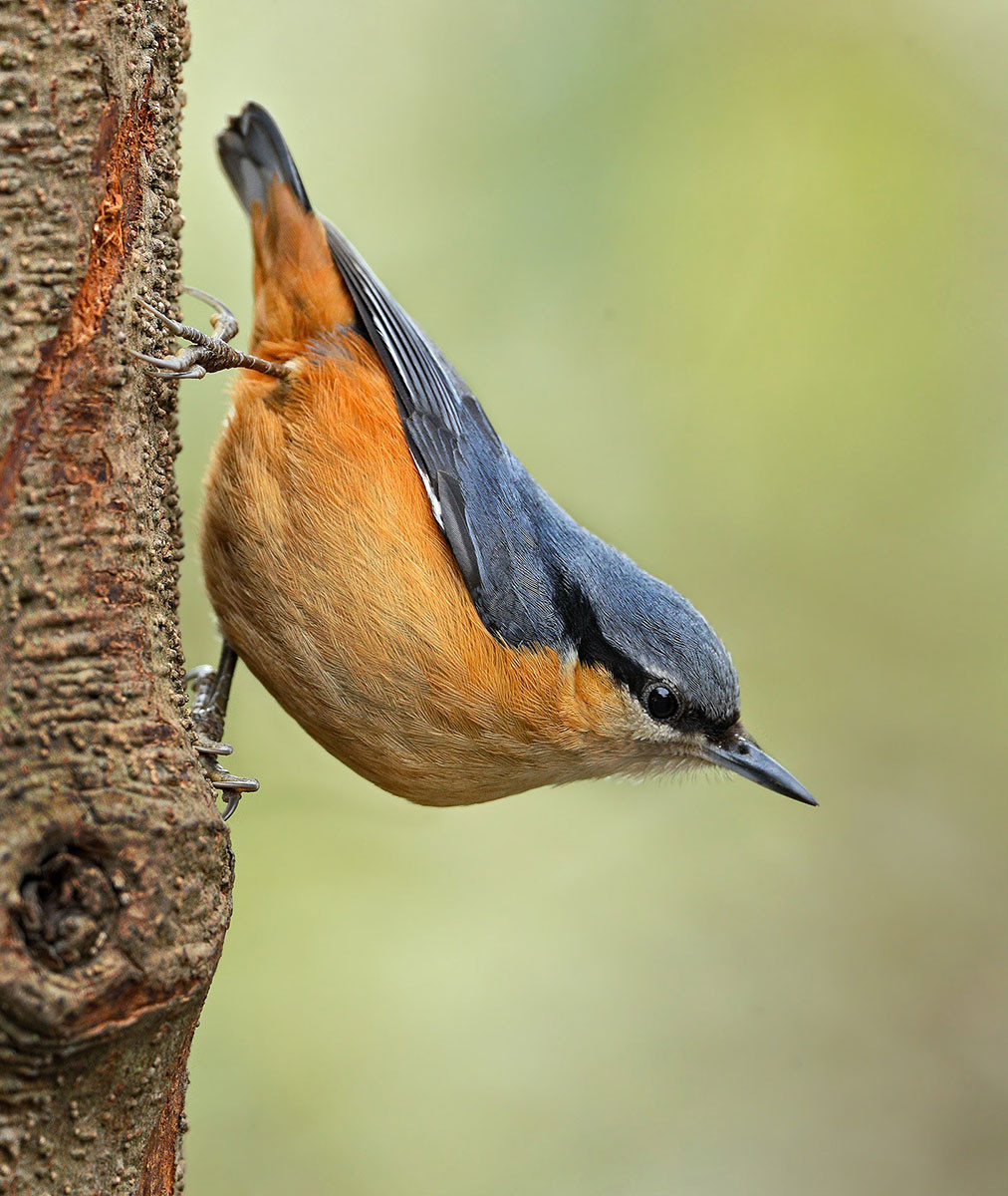 Birds Of Sattal | Nature inFocus