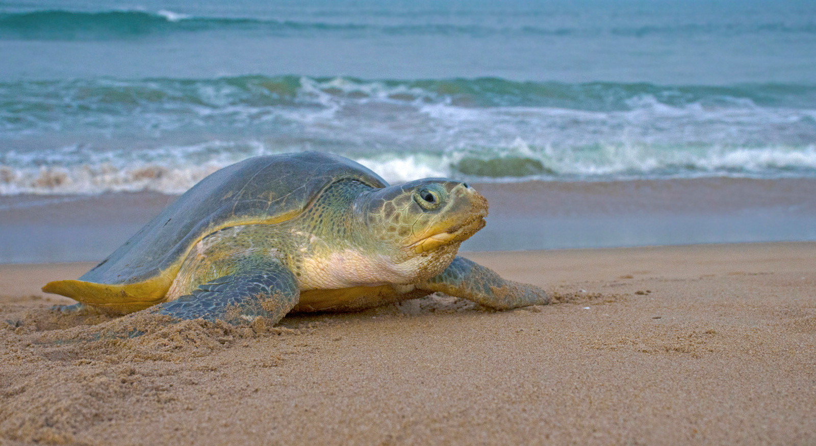 Iconic Species From Every State & Union Territory Of India | Nature inFocus