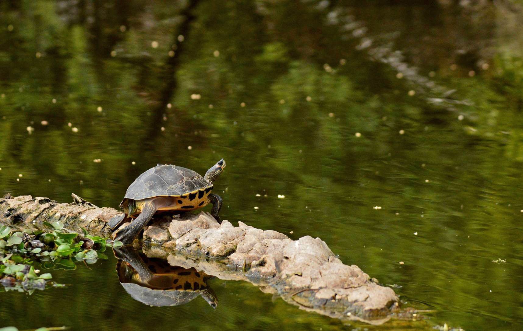 A Virtual Tour Of Bharatpur Bird Sanctuary | Nature inFocus