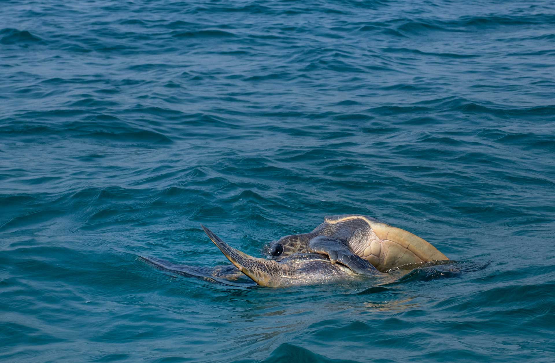 The Vulnerable Birth Of Olive Ridley Sea Turtles Nature Infocus 2069