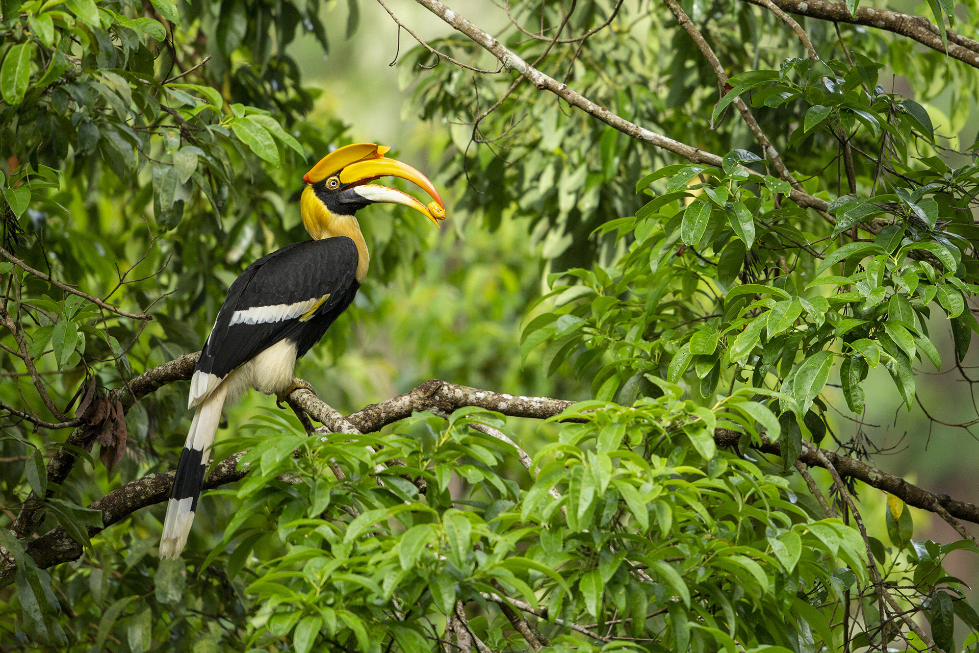 The Farmers Of Our Forests | Nature inFocus