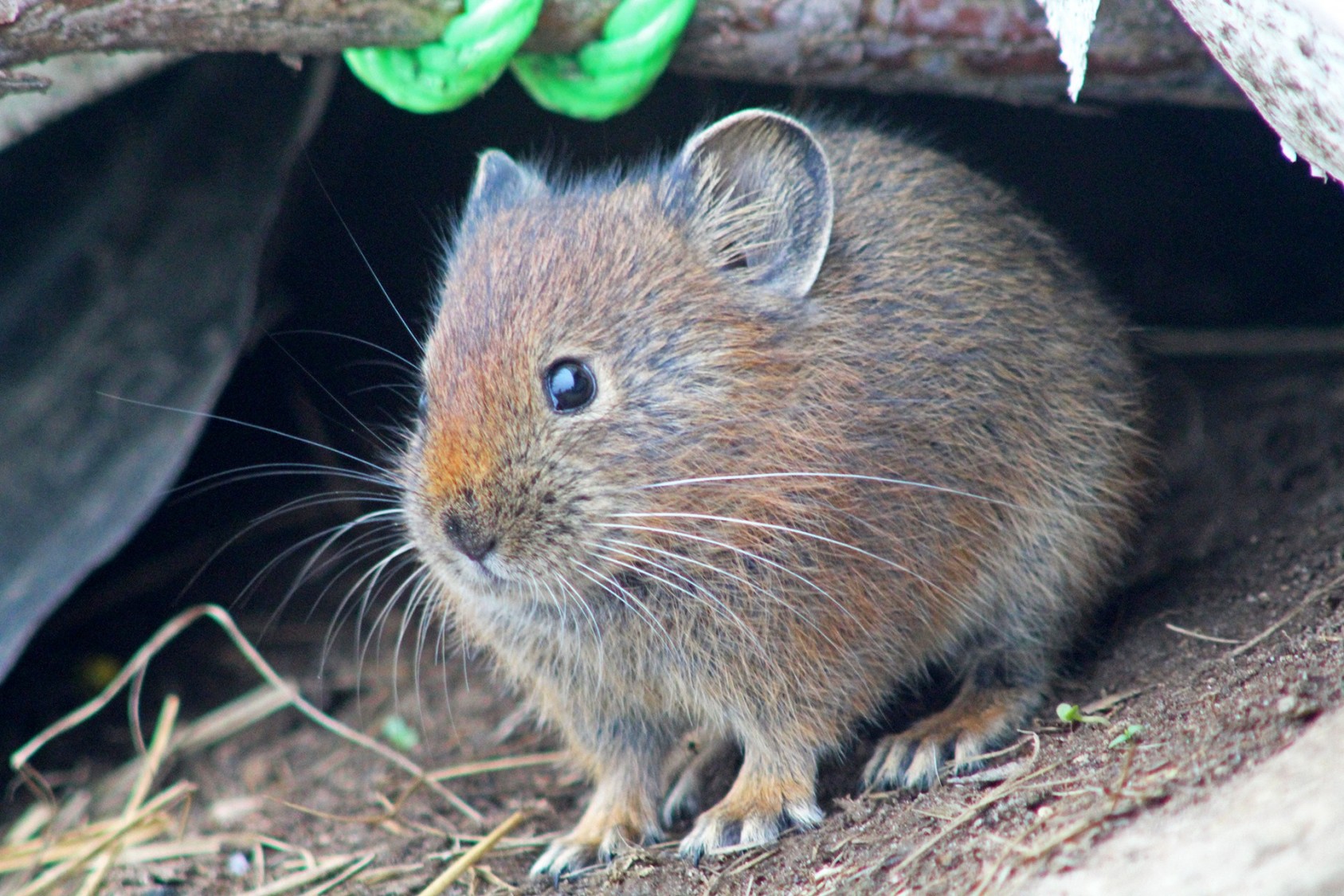 PIKA-boo! - slide2 | Nature inFocus