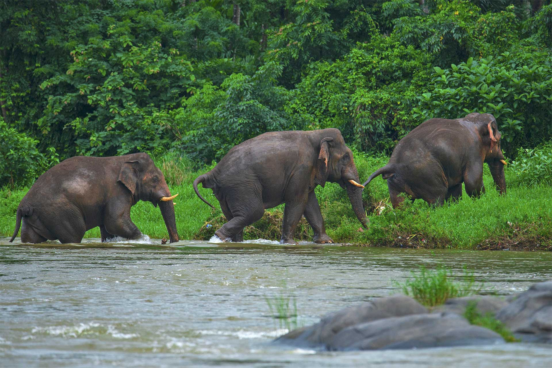 The Life Of Churuli—Palakkad's Celebrated Tusker | Nature inFocus