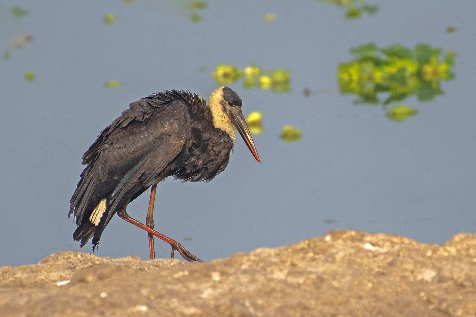 Birds of Spain: Second Edition: Helm Wildlife Guides James Lowen Helm