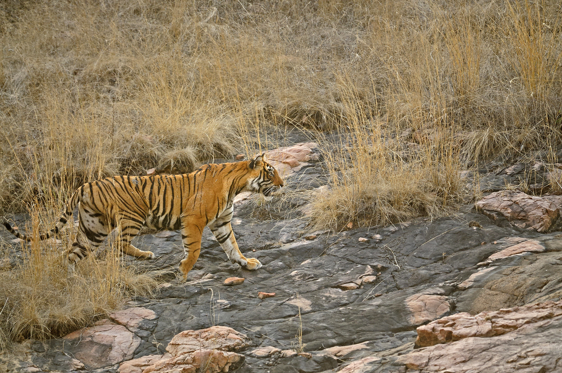 Mating Tigers And A Mother's Love | Nature inFocus