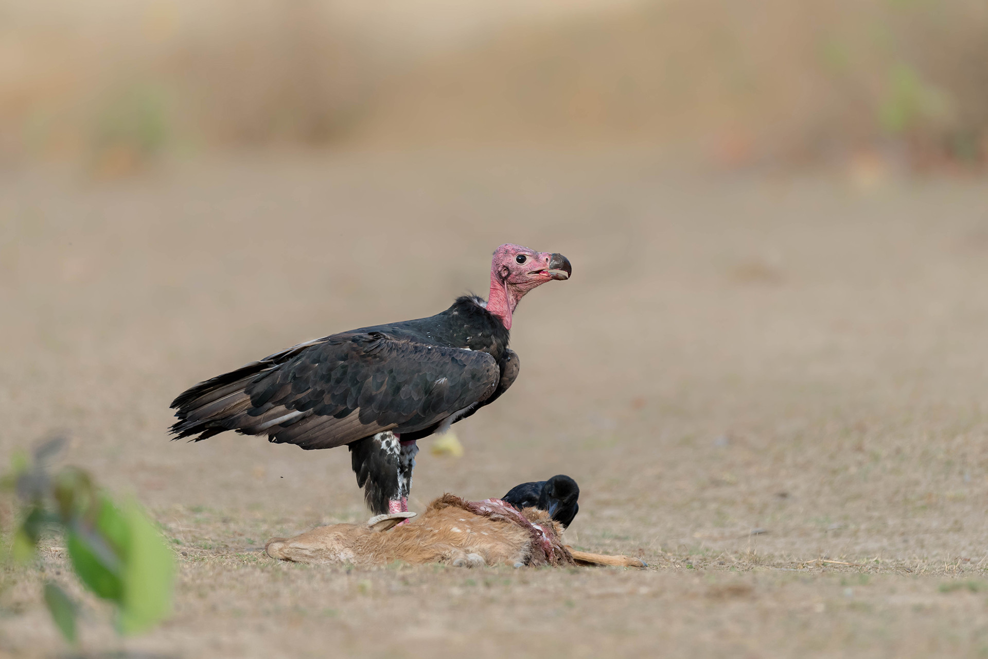 A Complete Guide To The Vultures Of India | Nature InFocus