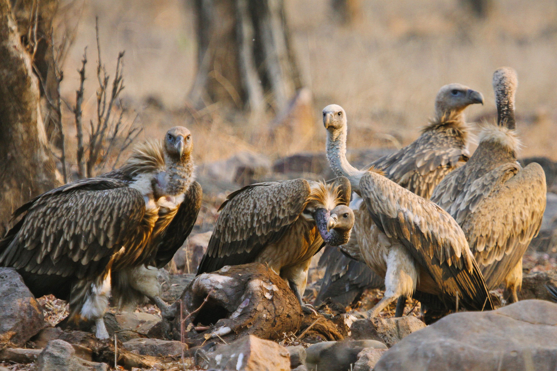 Indian Vulture Endangered
