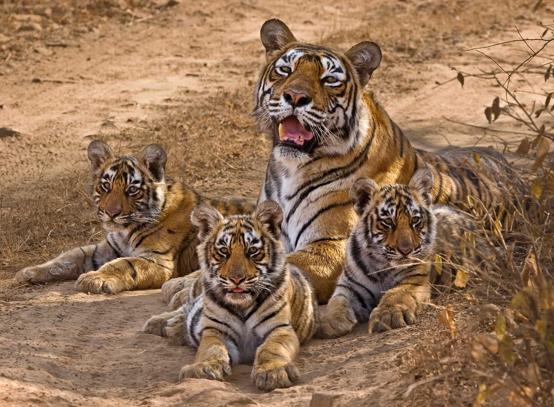 BBC Earth - Three tiger cubs play fighting in Tipeshwar