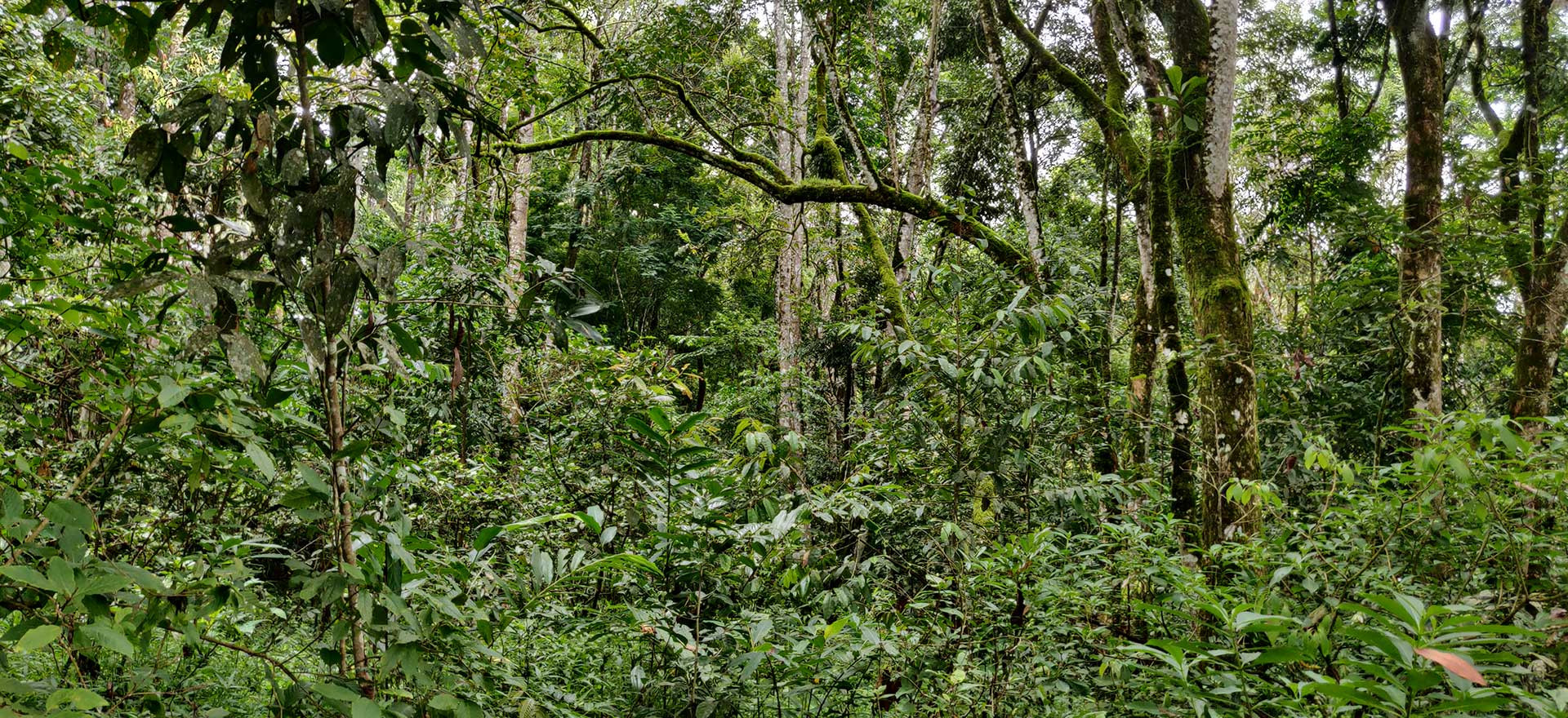 Restoring Rainforests In The Anamalai Hills | Nature inFocus