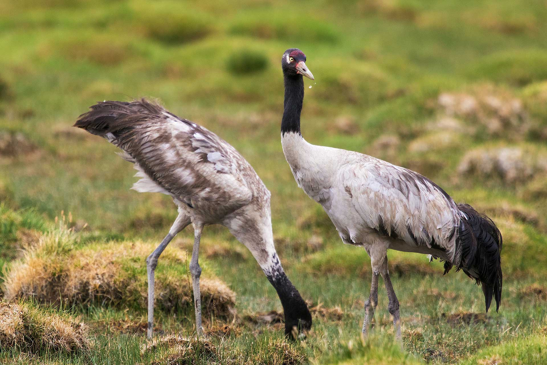 The Cranes Of India | Nature inFocus