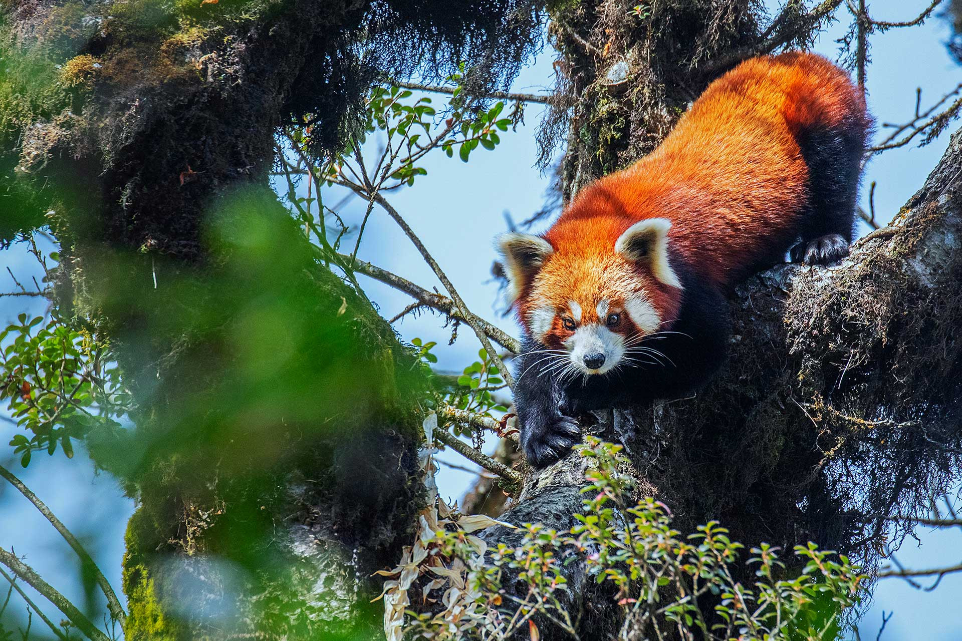 Moumita Chakraborty: In The Heartland Of The Red Panda | Nature inFocus