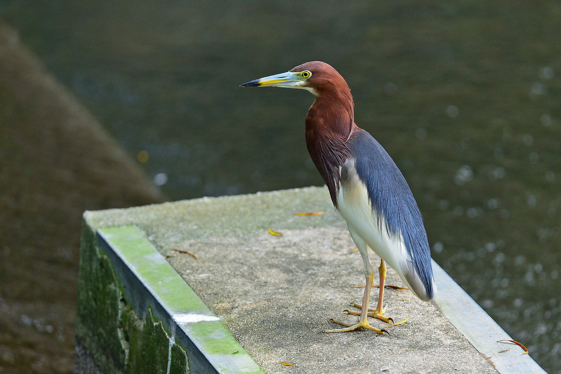 The Herons Of India Nature Infocus