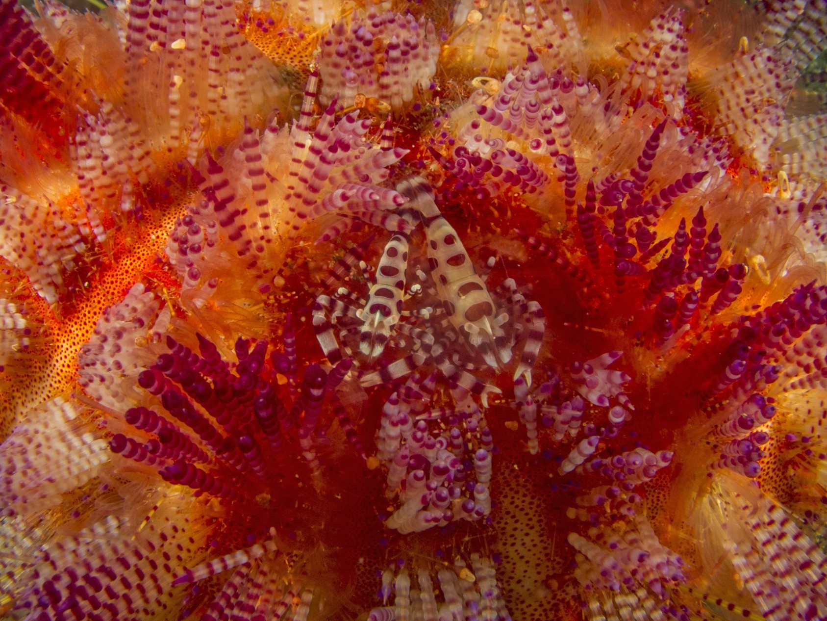 This pair of vibrantly coloured Coleman Shrimp were hiding among the brightly patterned Fire Urchin. Shrimp and Fire Urchin share a kind of symbiotic relationship known as commensalism – the Coleman Shrimp seeks refuge among the spines of the urchin host, which, although it doesn’t derive any benefit from carrying the shrimp, is not harmed by it either.