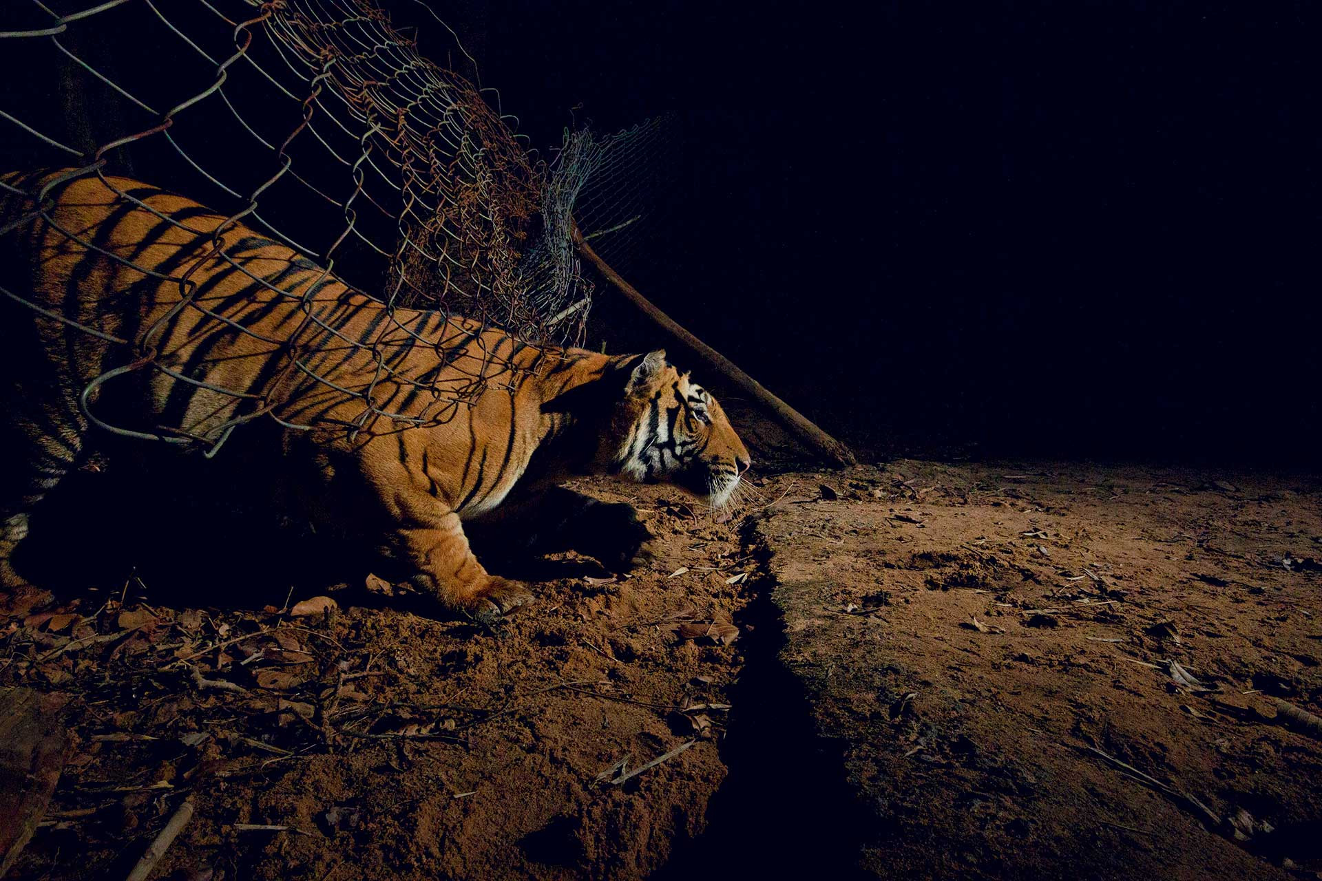 Tiger, Tiger (Not) Burning Bright - Wildlife SOS