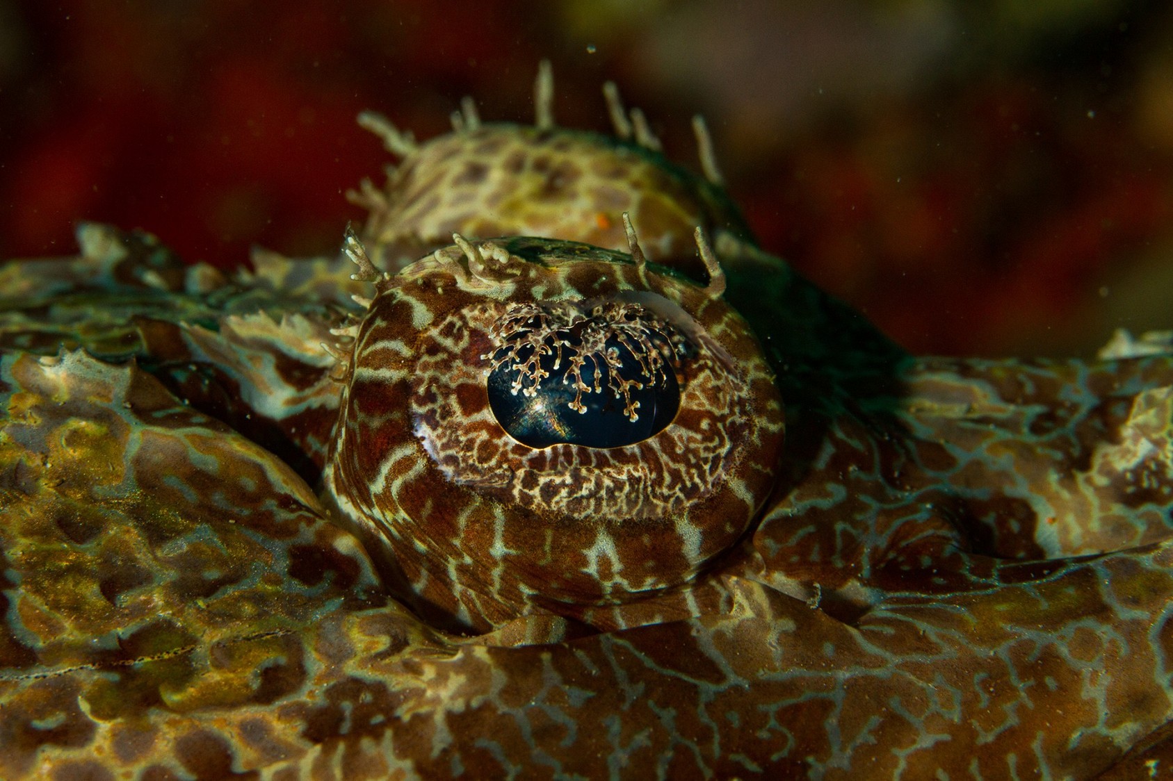 Looking closely at the eye of this Crocodile Fish, I noticed an overgrowth. When I read more about it later, I learned that these are called lappets, which break the reflective surface of the eye and help the fish blend in better with its surroundings. Without them, it would be easier for its predators to spot it.